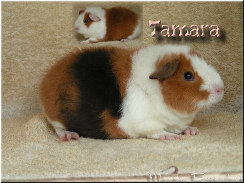 Tamara