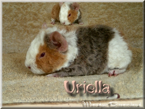 Uriella