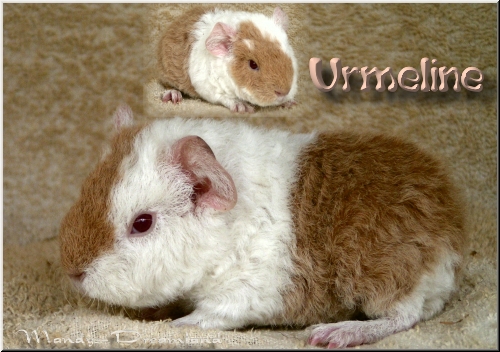 Urmeline
