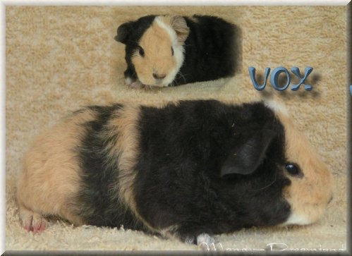 VOX