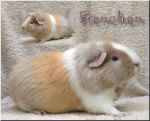 Fienchen