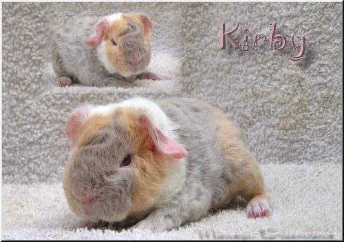 Kirby