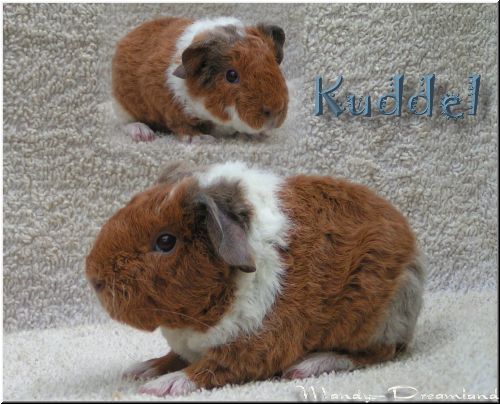 Kuddel