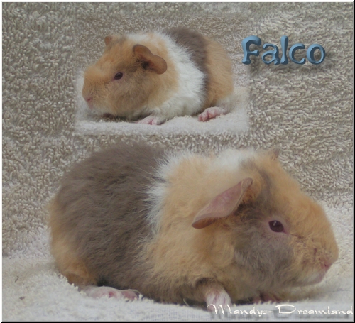 Falco