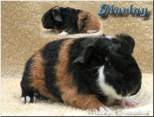 Marlay