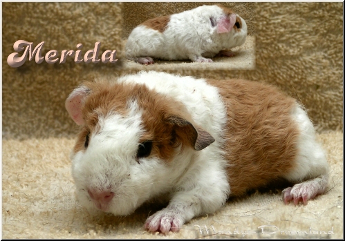 Merida