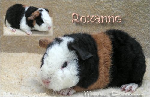 Roxanne