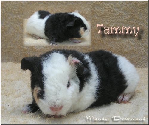 Tammy