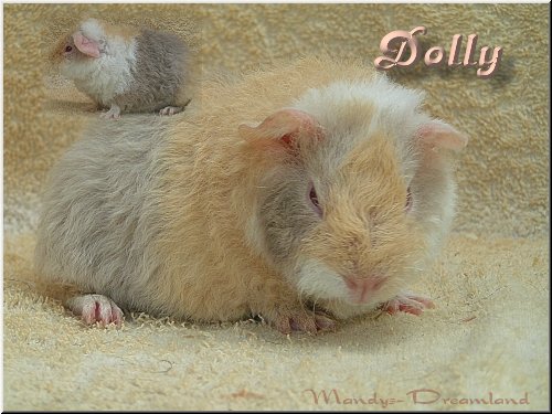 Dolly