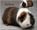 Celine