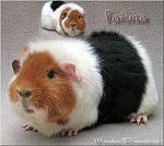 Fatima