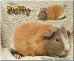 Buffy aus MD