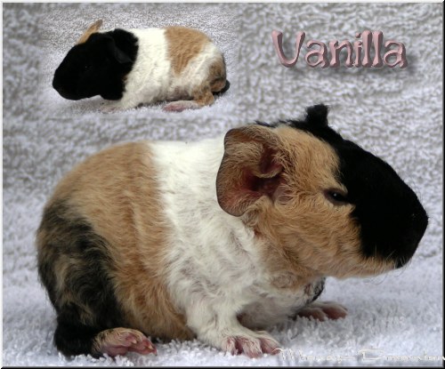 Vanilla