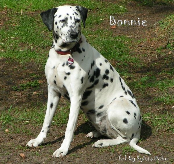 Bonnie
