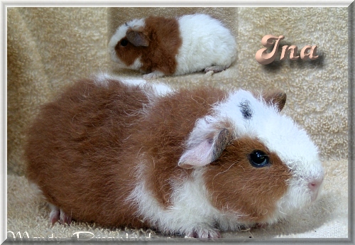 Ina US-Teddy M&auml;del abzugeben!