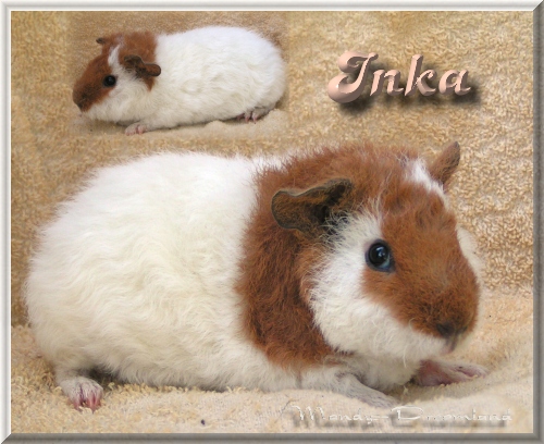 Inka US-Teddym&auml;del  abzugeben!