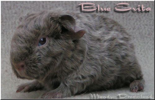 Blue Evita