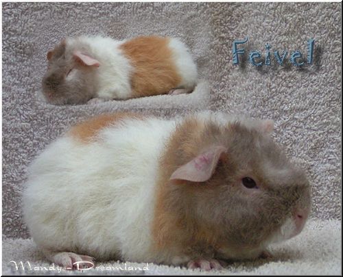 Feivel