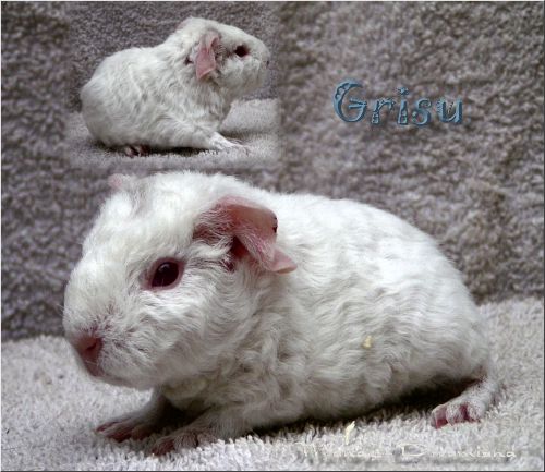 Grisu