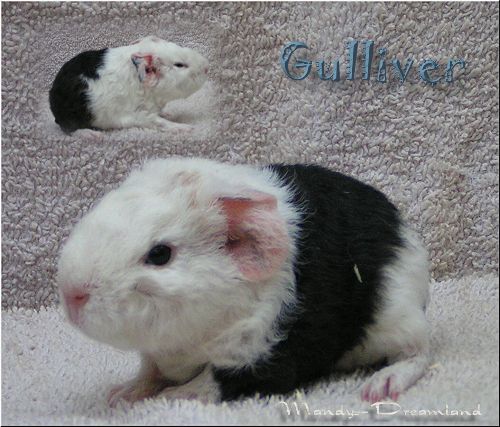 Gulliver