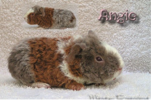Angie
