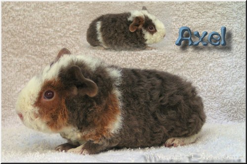 Axel