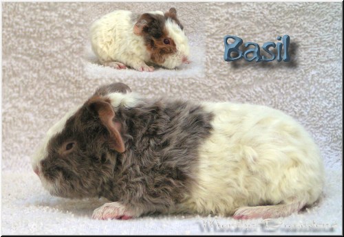 Basil