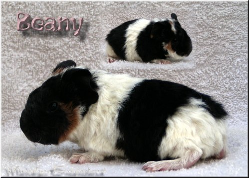 Beany