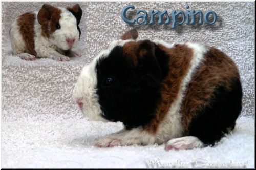 Campino