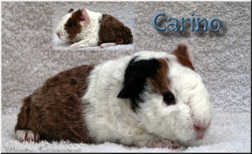 Carino
