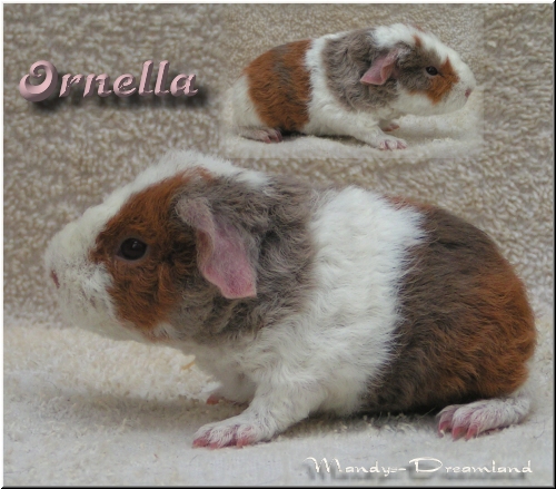 Ornella