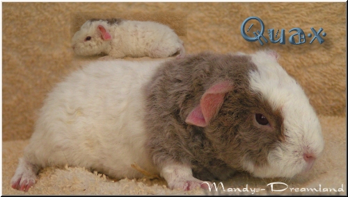 Quax