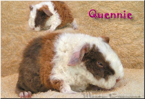 Quennie