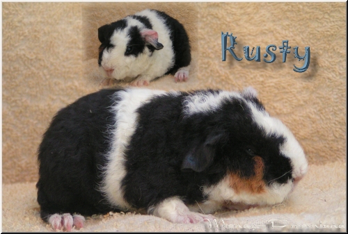 Rusty 