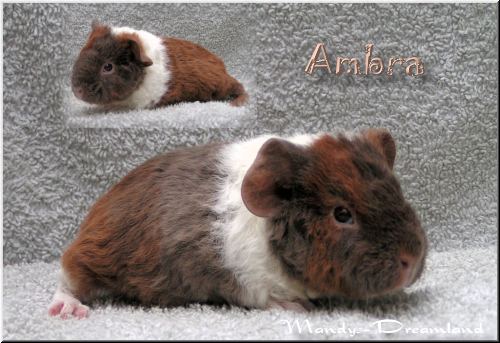 Ambra
