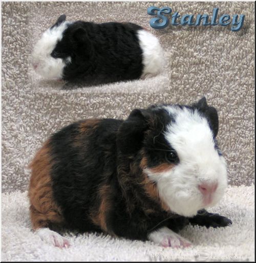 Stanley