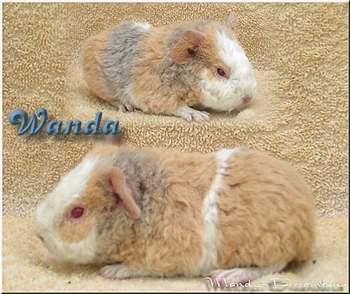 Wanda