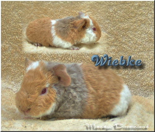 Wiebke