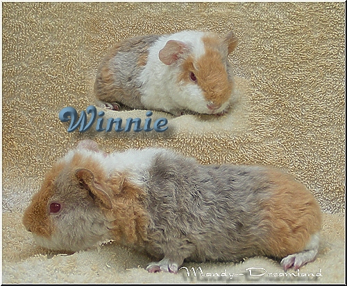 Winnie