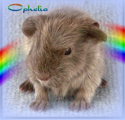 Baby Ophelia