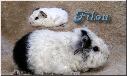 Filou
