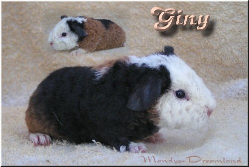 Giny Reseviert!