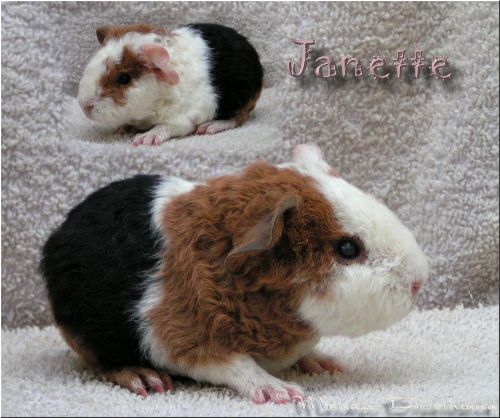 Janette