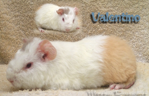 Valentino