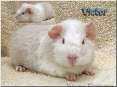 victor