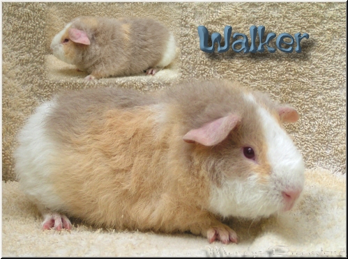 Walker