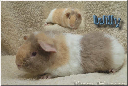 Willy