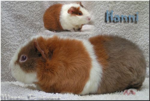 Hanni