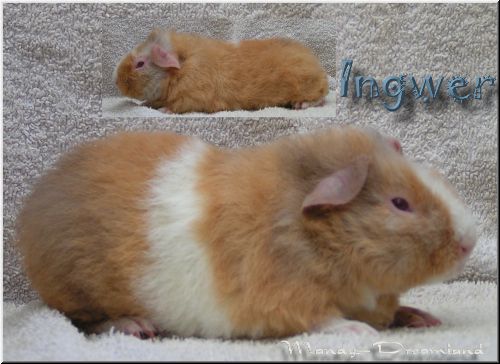 Ingwer